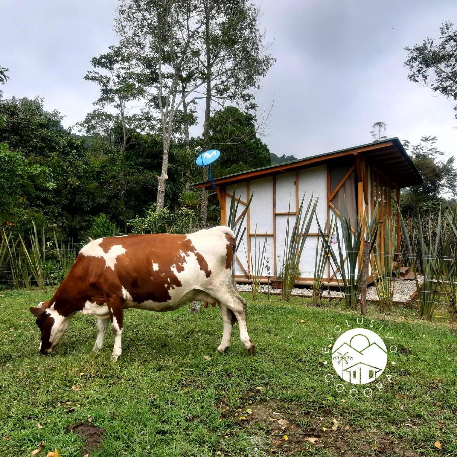 Exclusivo Cocora Con Jacuzzi Salento Quindio Villa Eksteriør bilde
